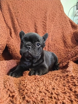 femela bulldog francez