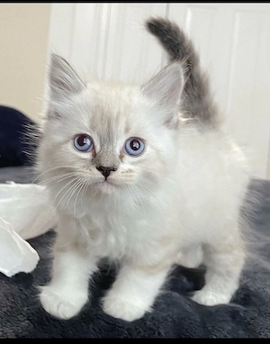 Puiut Ragdoll - imagine 2