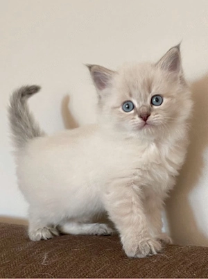 Puiut Ragdoll