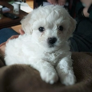 Bichon Maltez - imagine 3