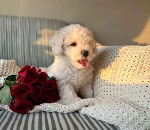 Bichon Maltez - imagine 2