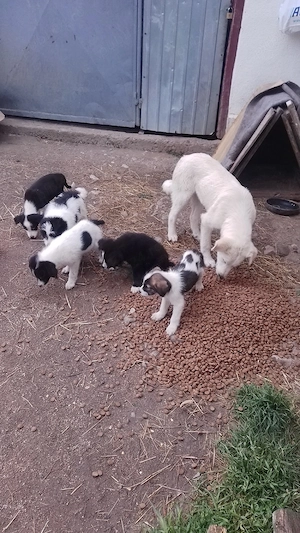 donez căței kangal ciobănesc pentru pază