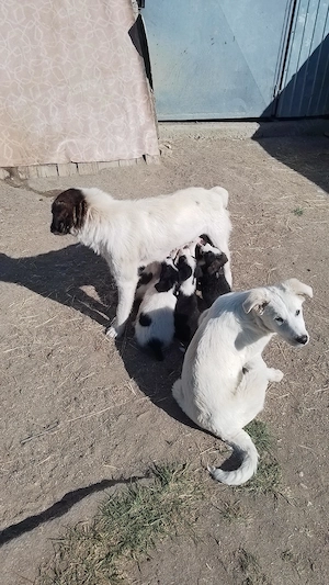 donez căței kangal ciobănesc pentru pază - imagine 4