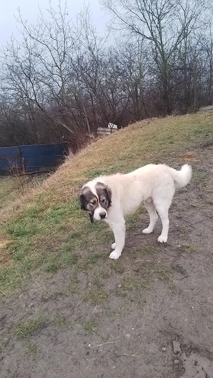 donez căței kangal ciobănesc pentru pază - imagine 5