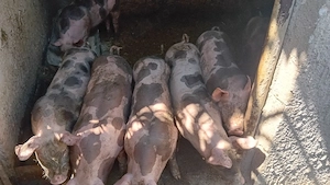 vînd purcei  de carne 4 rămași  - imagine 3