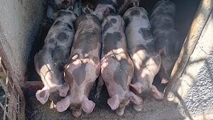 vînd purcei  de carne 4 rămași  - imagine 5