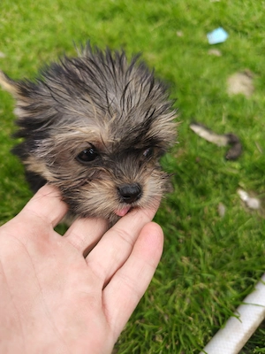 Yorkshire terrier Băiețel 3 luni  - imagine 2