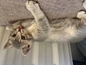 Puiut de British Shorthair - imagine 2