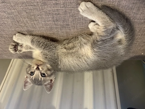 Puiut de British Shorthair - imagine 3