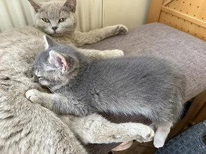 Puiut de British Shorthair - imagine 4