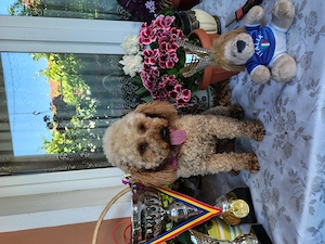 Caniche pudel toy femela - imagine 5