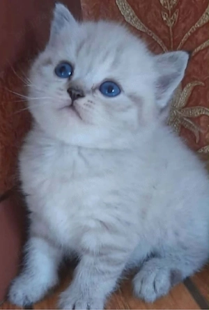 Ragdoll puiut