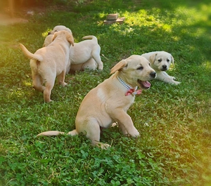 Pui Labrador Retriever superbi   gata să își găsească o familie iubitoare!  - imagine 2