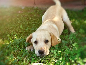 Pui Labrador Retriever superbi   gata să își găsească o familie iubitoare!  - imagine 4