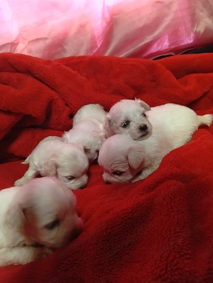 De vânzare bichon maltez mini toy la 600 lei bucata ,dacă se ia toți negociabil , 3 căței șicățelușe - imagine 2