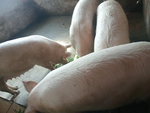 Vind porci de casa crescuți 100%natural cu propriile cereale.(putem demonstra)  - imagine 2