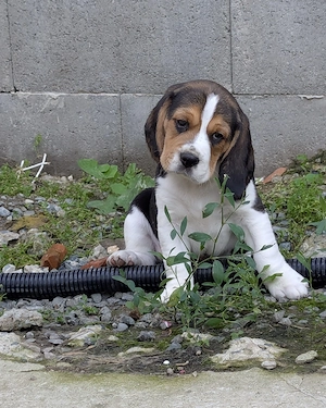 Pui Beagle  - imagine 2
