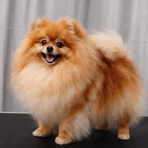 Pomeranian fetiță 