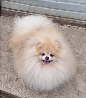 Pomeranian fetiță  - imagine 5