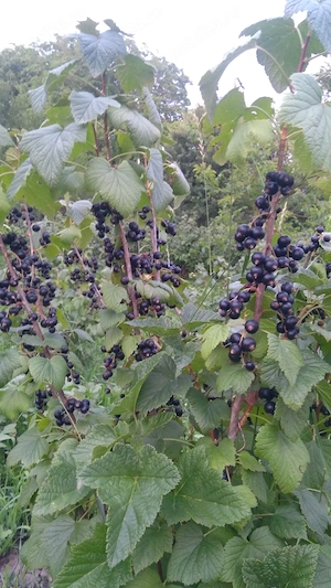 Coacaze negre bio
