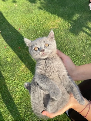 Pui pisica british shorthair - imagine 2