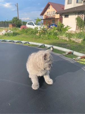 Pui pisica british shorthair - imagine 3