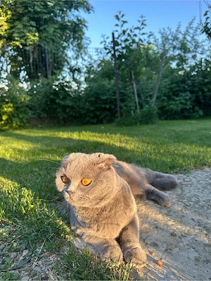 Pui pisica british shorthair - imagine 4