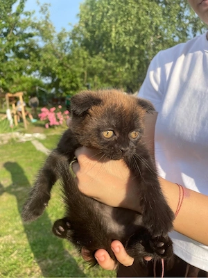 Pui scottish fold de vanzare
