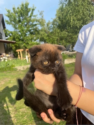 Pui scottish fold de vanzare - imagine 2