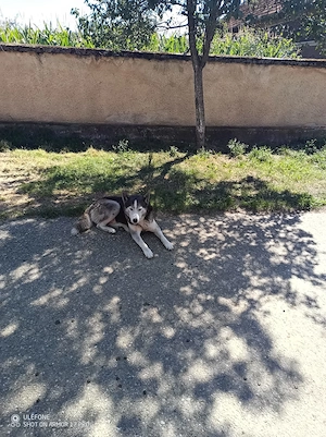 Cățeluși metiș border collie - husky - imagine 2