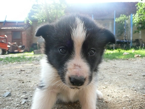 Cățeluși metiș border collie - husky - imagine 5