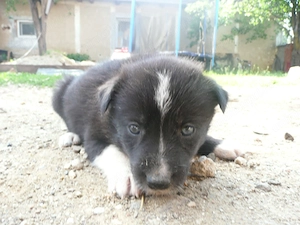 Cățeluși metiș border collie - husky - imagine 3
