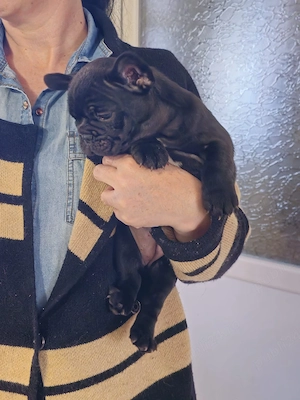 femela bulldog francez - imagine 3
