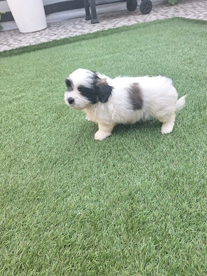 catelusi rasa shih tzu - imagine 5