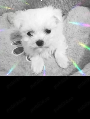 Bichon mini toy 