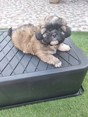 catelusi rasa shih tzu - imagine 2