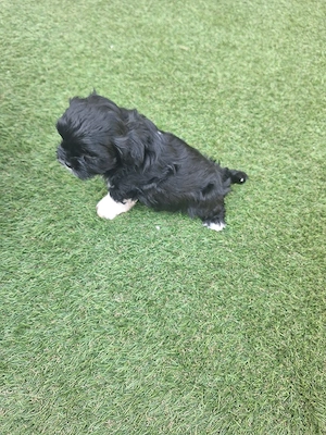 catelusi rasa shih tzu - imagine 4