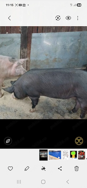 Vind porc 130kg