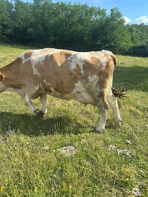 Vaci de vânzare 