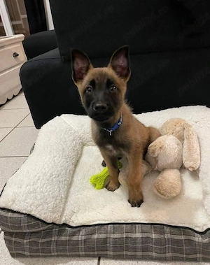 Vand puiuti Ciobanesti belgieni malinois disponibili dupa data de 17 iulie rezervari la teltefon