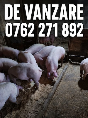 Purcei rasă de carne  - imagine 2