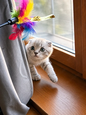 Scottish Fold pui mascul - imagine 2