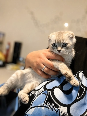Scottish Fold pui mascul - imagine 3