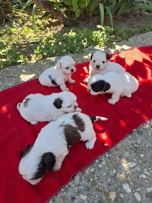 Catelusi rasa shih tzu - imagine 5