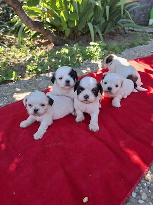 Catelusi rasa shih tzu - imagine 4