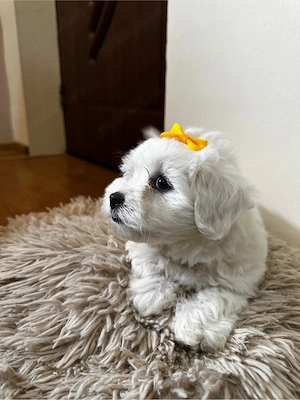Pui Bichon Maltez, 7 săptămâni - imagine 3