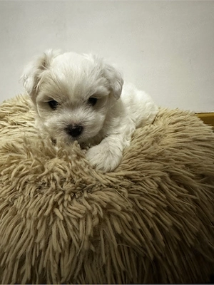 Pui Bichon Maltez, 7 săptămâni - imagine 4