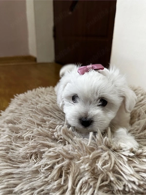 Pui Bichon Maltez, 7 săptămâni - imagine 2