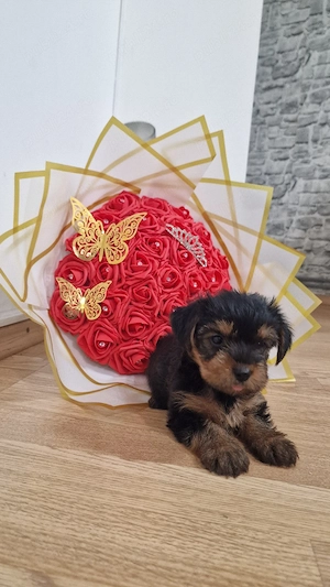 Yorkshire Terrier  - imagine 3