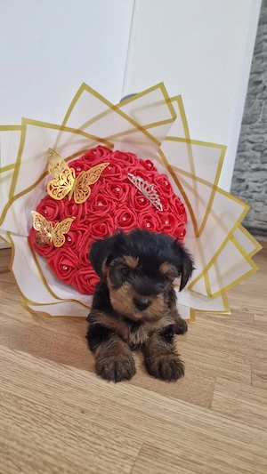 Yorkshire Terrier  - imagine 2